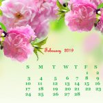 Pink rose February 2019 Desktop Wallpaper