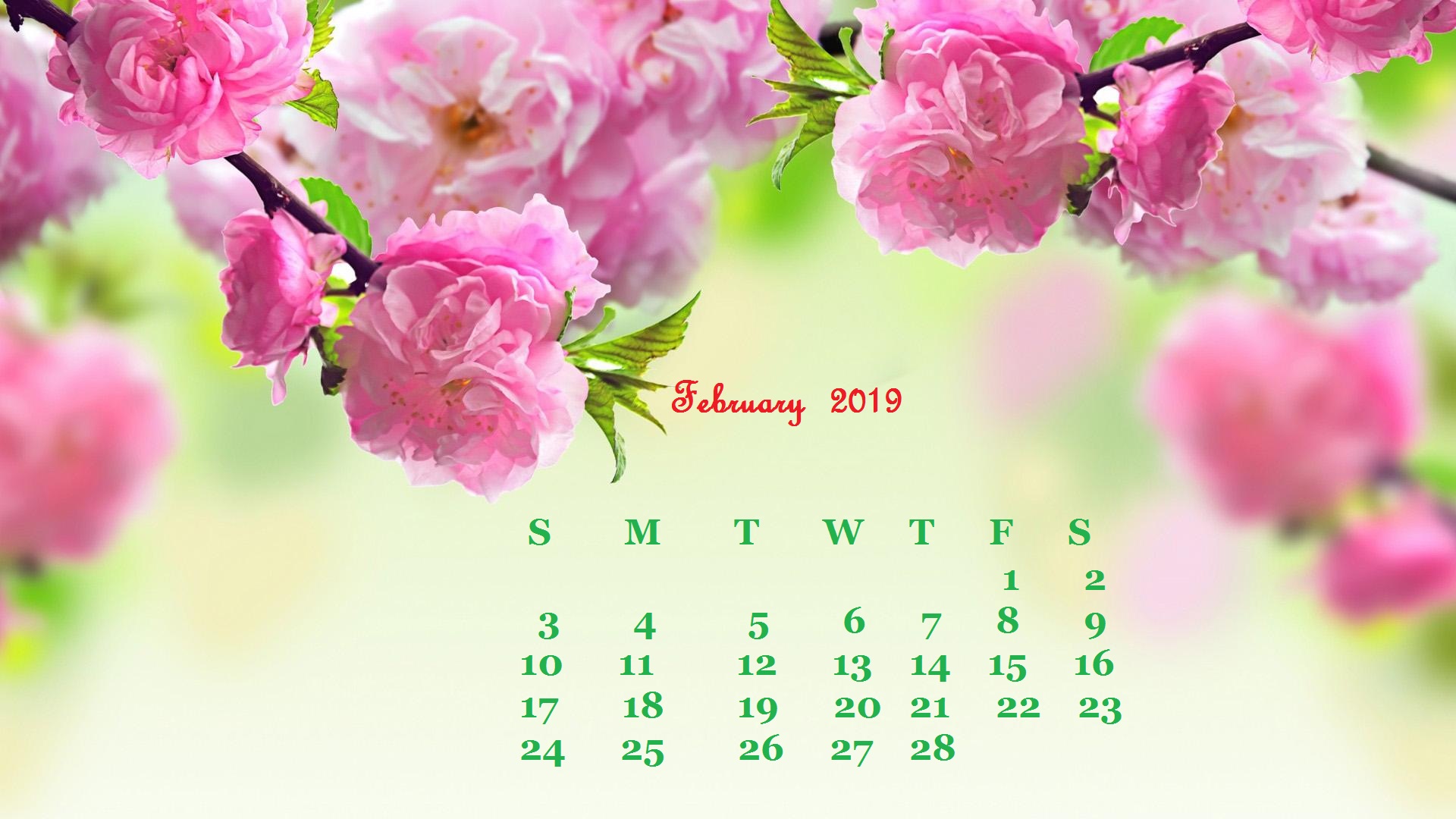 Pink rose February 2019 Desktop Wallpaper
