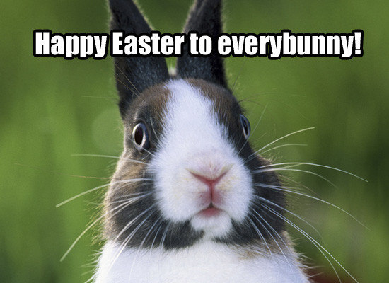 Happy Easter bunny Memes